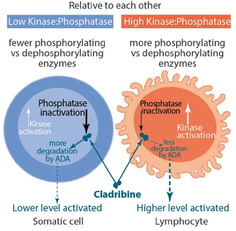 Cladribine - Practical Neurology