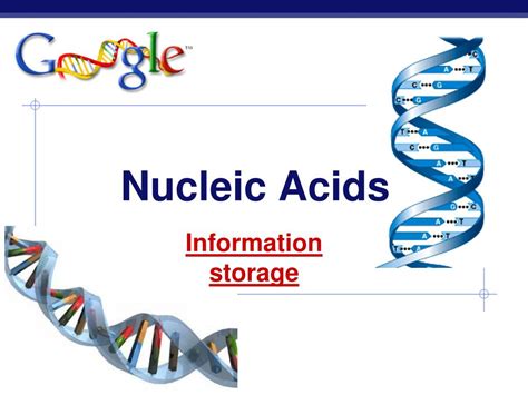 Ppt Nucleic Acids Powerpoint Presentation Free Download Id5253351