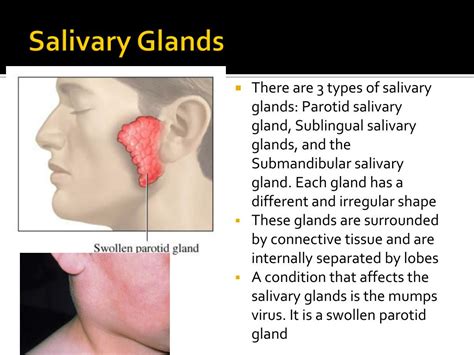 Ppt Oral Cavity Teeth Tongue And Salivary Glands Powerpoint Presentation Id1944816