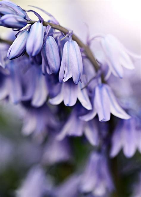 Wonderfull Bluebells Poster Picture Metal Print Paint By Stefan