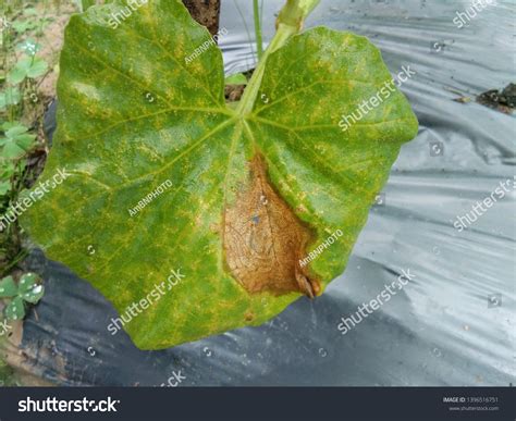 gummy stem blight causal agent didymella stock photo