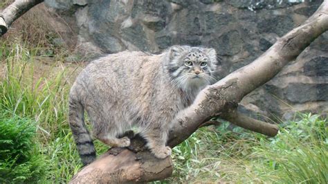 Pallas S Cat Rare Species Discovered On Mount Everest For The First Time