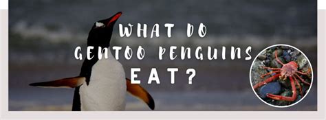 ᐅ What Do Gentoo Penguins Eat? | Their Diet