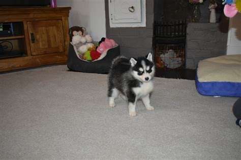 Pomsky Puppies For Sale Celtic Star Uk Pomsky Breeder