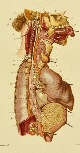 This Image Is Taken From Petit Atlas Complet D Anatomie De Flickr