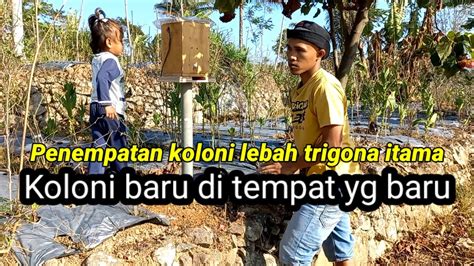 Penempatan Koloni Lebah Trigona Itama Yg Baru Di Pindahkan Dari Alam