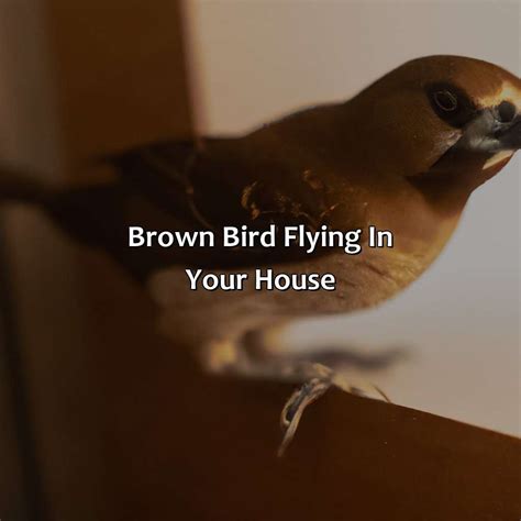 What Is The Spiritual Meaning Of A Brown Bird Flying In Your House Relax Like A Boss