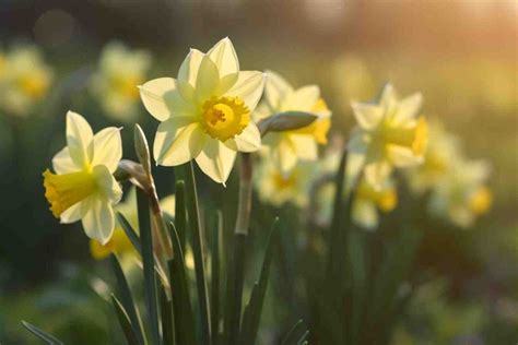 10 Flowers That Represent March: Blooming Beauties - Foliage Friend - Learn About Different ...