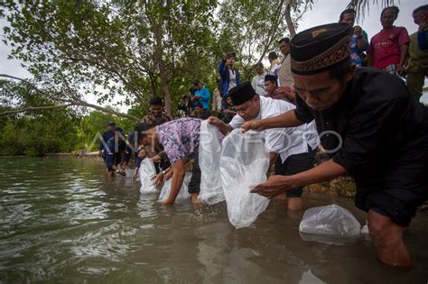 Pelepasan Benih Ikan Di Pantai Batam Antara Foto