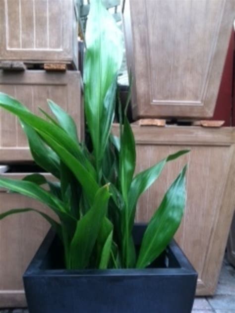 Houseplant Care For Aspidistra Cast Iron Plant Dengarden