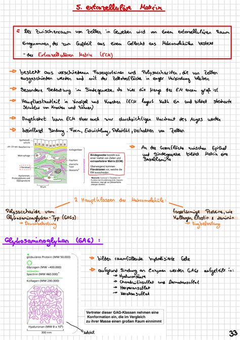 ZB 5 extrazelluläre Matrix Zellbiologie Studocu
