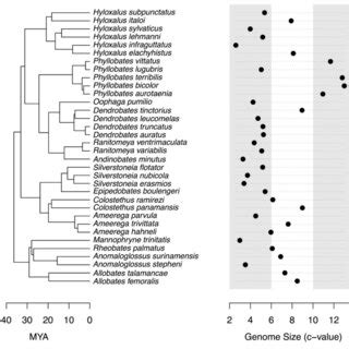 Genome Size Variation Across The Dendrobatid Phylogeny Numbers To The