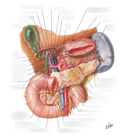 Arteries Of Liver Pancreas Duodenum And Spleen Diagram Quizlet