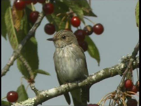 Gobemouche gris Spotted Flycatcher Grauschnäpper Muscicapa