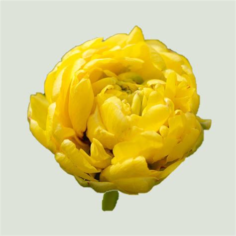 Yellow pomponette тюльпан фото
