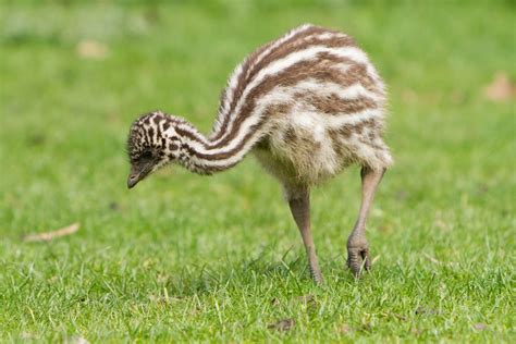 Baby Emu: All You Need to Know (Facts & Pictures) - Bird Nature