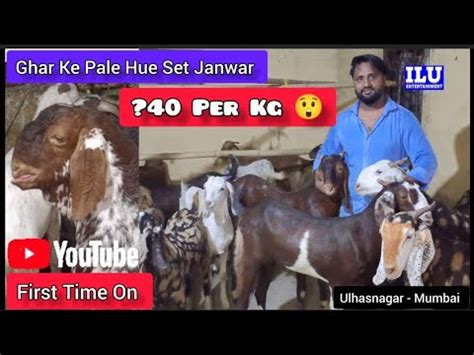 Ghar Ke Pale Hue Set Janwar Lo Aur Shauk Qurbani Karo Sulaiman