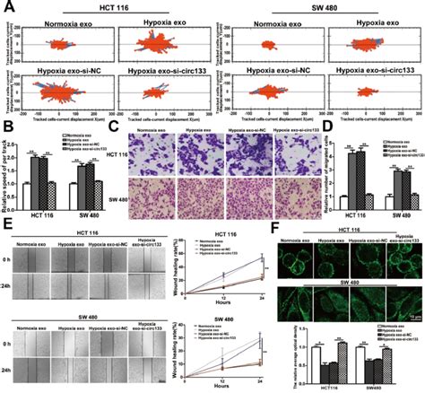 Hypoxic Exosomal Circ 133 Promotes Tumor Metastasis Through Targeting