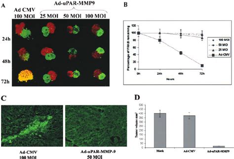 A Ad Upar Mmp Infection Inhibits Snb Spheroid Invasiveness Into