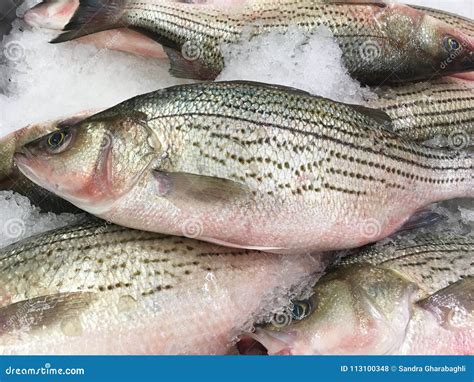 Striped Sea Bass Stock Photo Image Of Light Bass Fish 113100348