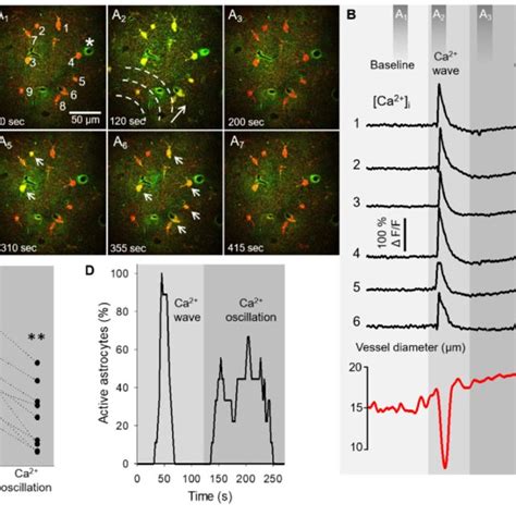 Astrocyte Ca Dynamics During Spreading Depolarization Sd In The