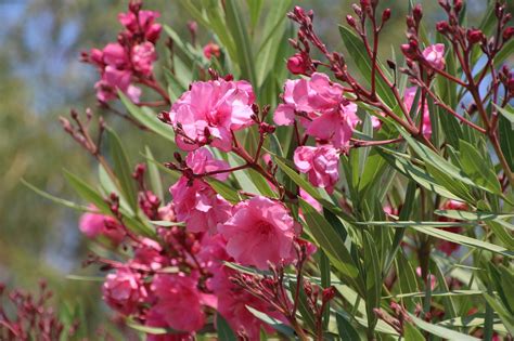 Oleander Włochy Lato Darmowe Zdjęcie Na Pixabay