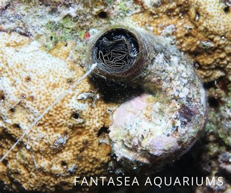 Vermetid Snails Good Neutral Or Bad Fantasea Aquariums