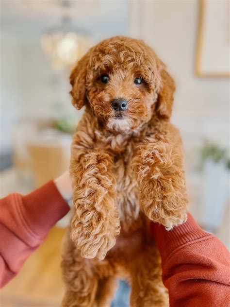 Schnoodle Sizes Colors & Coats - Teddy Bear Golden Doodles