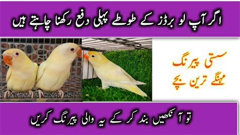 Best 5 Profitable Pairing Of Love Birds Most Profitable Pairing Of Love