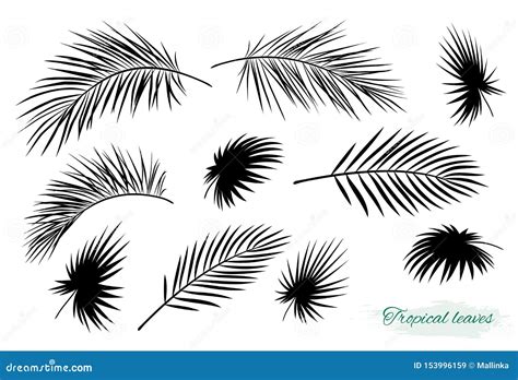 Sistema De Hoja De Palma Negro Tropical De Las Siluetas De La Rama