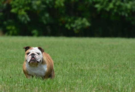 English Bullhound