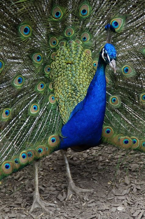 Peacock Hit The Wheel Free Photo On Pixabay Pixabay