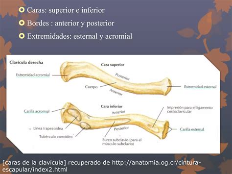 Huesos De La Cintura Escapular Ppt