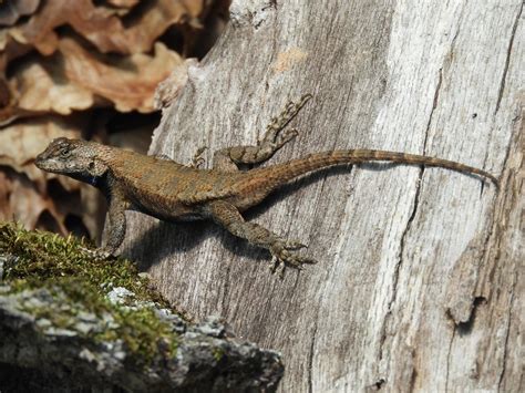 Maryland Biodiversity Project Eastern Fence Lizard Sceloporus Undulatus