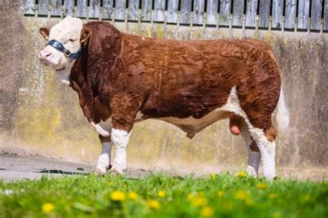 1 Pedigree Simmental Breeding Bull | SellMyLivestock - The Online Livestock Marketplace