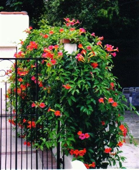 Red Trumpet Vine Campsis Radicans 25 Seeds Vigorous Climber Fast