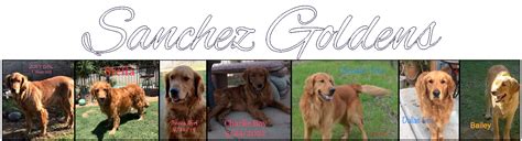 Sanchez Goldens Golden Retrievers Fresno Ca