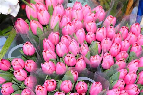 Tulip Flowers for Sale in the Dutch Flower Market Stock Image - Image ...