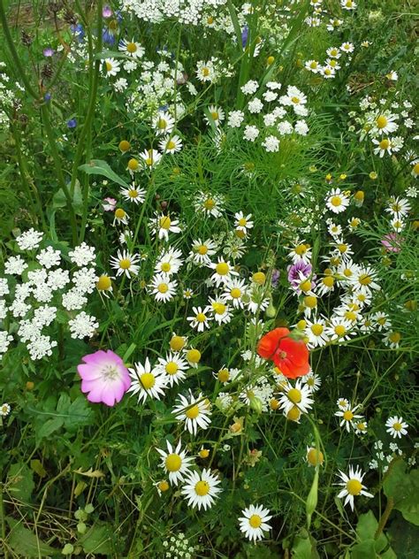 Pretty Wild Flowers Stock Image Image Of Plant Daisy 93950993