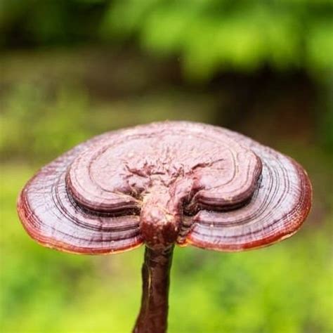 Reishi Mushroom Powder Recipes: 5 Delicious Drinks and Snacks