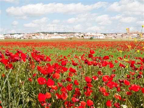 Flowers in Spain: My top 9, Flowering Season and City Festivals