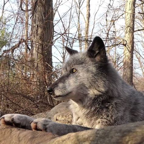 Wolf Conservation Center On Twitter Beauty Not Beast Https T Co