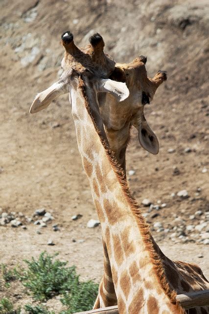 Giraffes Neck Animals Free Photo On Pixabay Pixabay