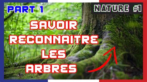 Nature 1 COMMENT RECONNAITRE Les ARBRES PART 1 YouTube