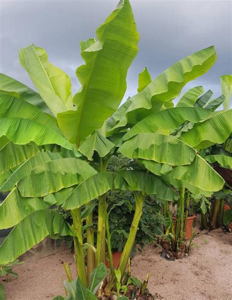 Musa Basjoo Plantation Et Entretien Du Bananier Du Japon