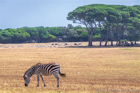 Grazing Zebra Veli Brijuni Brijuni National Park Istria Croatia A