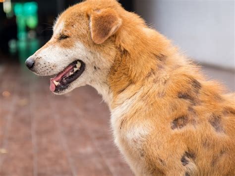 C Mo Saber Si Mi Perro Tiene Sarna Trucos Y Consejos