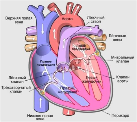 Как сделать механическое сердце