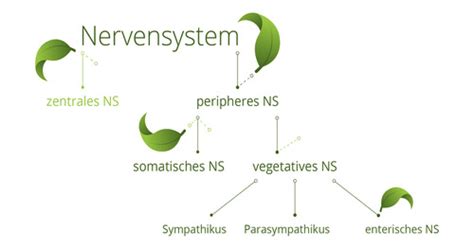 Nervensystem Flashcards Quizlet