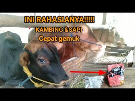 Perbandingan Keuntungan Antara Ternak Kambing Dan Sapi Ternyata Cepat